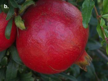 Figure 5b. A shaded pomegranate with green patches on the rind. Photo courtesy of  J. Moersfelder, USDA Germplasm Repository, Davis CA