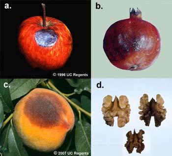Figure 6. Images of sunburned apple (a), pomegranate (b), peach (c) and walnut (d).