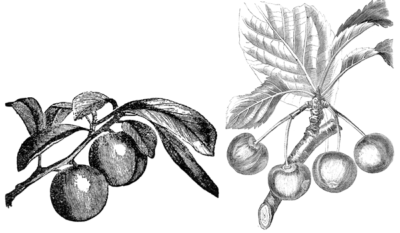 Figure 11. Illustrations of plum fruit borne laterally on a shoot (a), and cherry fruit borne on a spur (b).