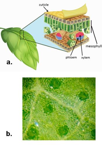Figure 3. a) Cross section of a leaf showing the cuticle, xylem, phloem, and mesophyll cells. b)  underside of a leaf (dark regions are stomata).