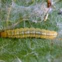 Omnivorous Leafroller larvae. Photo by JKClark, UC IPM © UC Regents