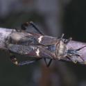 Leaffooted bug.Photo by DRosen, UC IPM © UC Regents