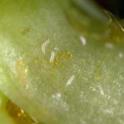 Adult Pear Leaf Blister Mite on pear. Photo by JK Clark, UC IPM © UC Regents