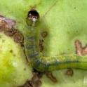 Obliquebanded Leafroller larvae on pear. Photo by JK Clark, UC  IPM© UC Regents