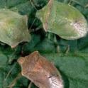 Adult stink bugs: southern green (left), redshouldered, consperse. Photo by JK Clark, UC IPM © UC Regents