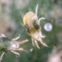 Two-spotted spider mite adults & egg. Photo by JK Clark, UC IPM © UC Regents