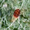 European red mite. Photo by JK Clark, UC IPM © UC Regents