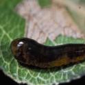 Pear sawfly (or pear slug) larva. Photo by JK Clark, UC IPM © UC Regents