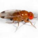 Adult male Drosophila suzukii. Photo by M Hauser, California Dept. of Food & Agriculture