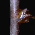 Gum-covered bud killed by bacterial canker (blast). Photo by JK Clark, UC  IPM Project © UC Regents