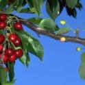 Healthy fruit & fruit with X-disease symptoms (cherry buckskin). Photo by JK Clark, UC  IPM Project © UC Regents