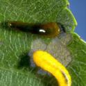 Cherry/pear slug & feeding damage; no slimy coating on mature larvae. Photo by JKClark, UC  IPM  ©UC Regents