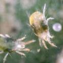 Spider mite adults & egg. Photo by JK Clark, UC  IPM Project © UC Regents