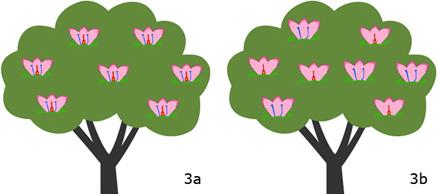 Figure 3. A monoecious species with perfect flowers (a). A monoecious species with male and female flowers on the same individual (b).