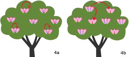 Figure 4. Monoecious species with perfect flowers (a). Monoecious species with imperfect flowers (b).
