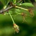 Santa Rosa plums at jacket stage w/ one yellow, senescing fruitlet. photo by JKClark. UC Statewide IPM Project, © UC Regents