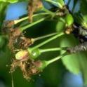 Santa Rosa plums at jacket split stage. photo by JK Clark. UC Statewide IPM Project, © UC Regents