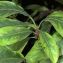 Manganese deficiency symptoms on plum leaves. Photo by Jack Kelly Clark. UC Statewide IPM Project, © UC Regents