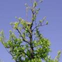 Poor growth in top of plum tree due to zinc deficiency. Photo by Jack Kelly Clark. UC Statewide IPM Project, © UC Regents