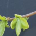 First leaves in Persimmon, cv Fuyu. photo by MKong, Fruit & Nut Center