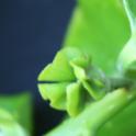 Sepals separate in persimmon flower, cv Fuyu. photo by MKong, Fruit & Nut Center