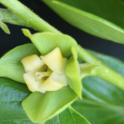 Flower open in persimmon, cv Fuyu. photo by MKong, Fruit & Nut Center