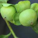 Fruit Growth in persimmon, cv Fuyu. photo by MKong, Fruit & Nut Center