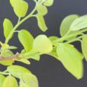 First leaves in persimmon, cv Sugara. photo by MKong, Fruit & Nut Center