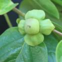 Fruit Develops in persimmon, cv Sugara. photo by MKong, Fruit & Nut Center