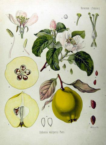 Quince fruit and flower illustrations from Medizinal-Pflanzen by Franz Eugen Köhler1897.