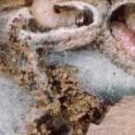 Mature diapausing codling moth larvae. photo by JK Clark, UC IPM Project © UC Regents