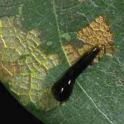 Pear slug larva and damage on quince leaf. photo by JK Clark, UC IPM Project © UC Regents