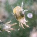 Spider mite adults and egg. photo by JK Clark, UC IPM Project © UC Regents