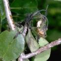 Pear flower clusters infected with fire blight. photo by JKClark. UC IPM Project, © UC Regents