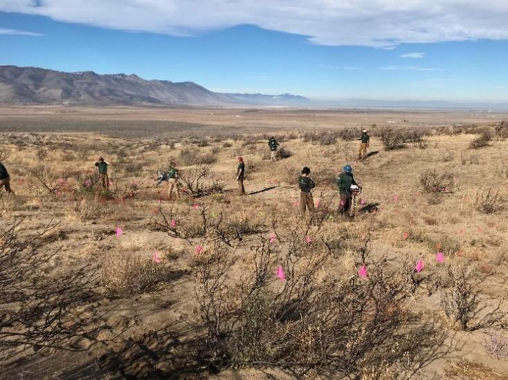 Buff-Sked sagebrush planting