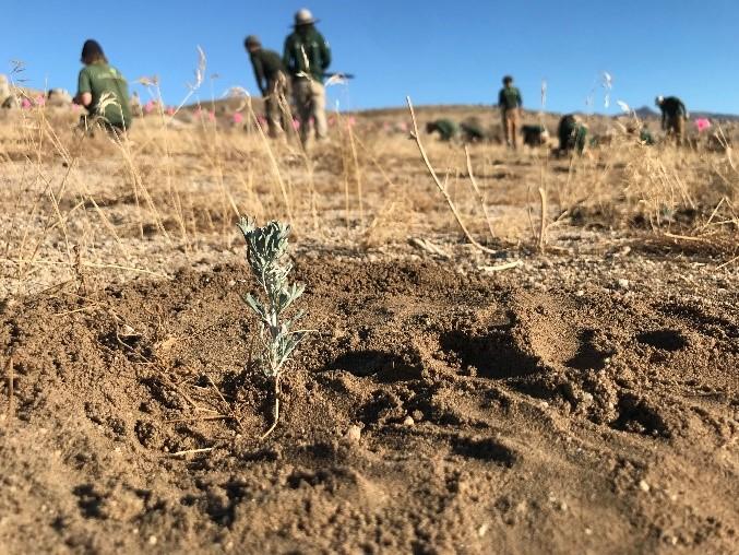 Sagebrush seedling planting