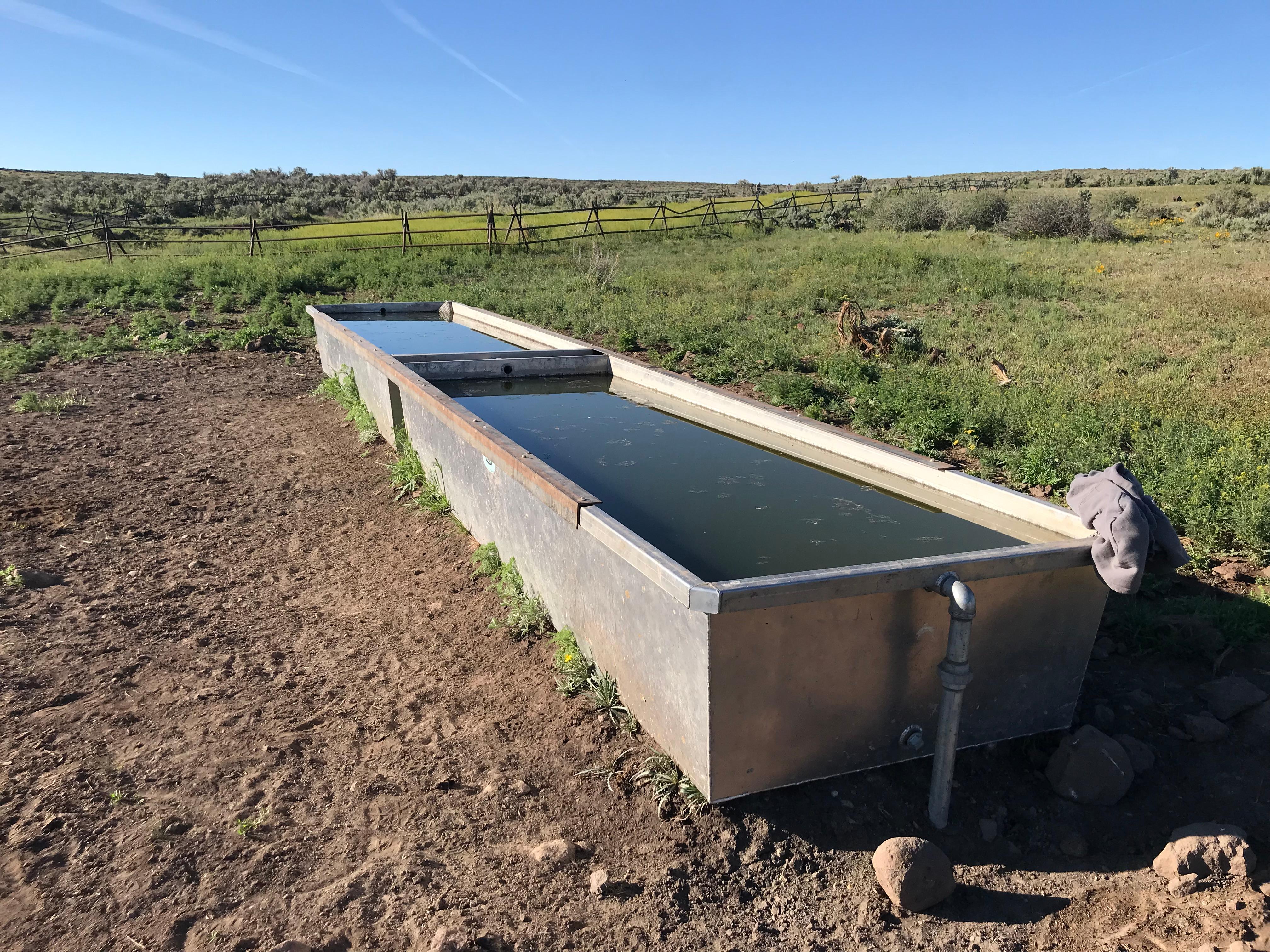 Trough at Tom Spring in May 2022