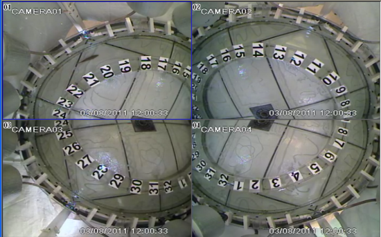 View of a fish being tested in the large temperature preference device, taken from four overhead digital video cameras. Image by Dennis Cocherell.
