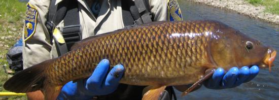 Common carp. Captured in the upper Feather River near Portola, CA in July 2008. Photo by Dan Worth, California Department of Fish and Game.