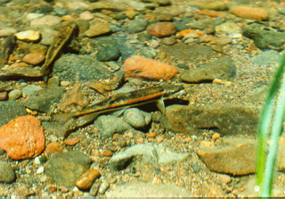 Modoc sucker, spawning. Photo by Stewart Reid, Western Fishes, Ashland, OR.