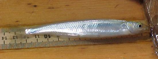 Surf smelt. Location: Eureka Slough, Humboldt Bay, CA. Date: 2004. Photo by Mike Wallace, California Department of Fish and Game. Note: Scale in cm.