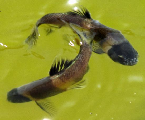 Fathead minnow, males in breeding colors. Location: Pond in mountains above Anza, CA. Date: 2012. Photo by Michael McGrady. Note tubercles on snout.