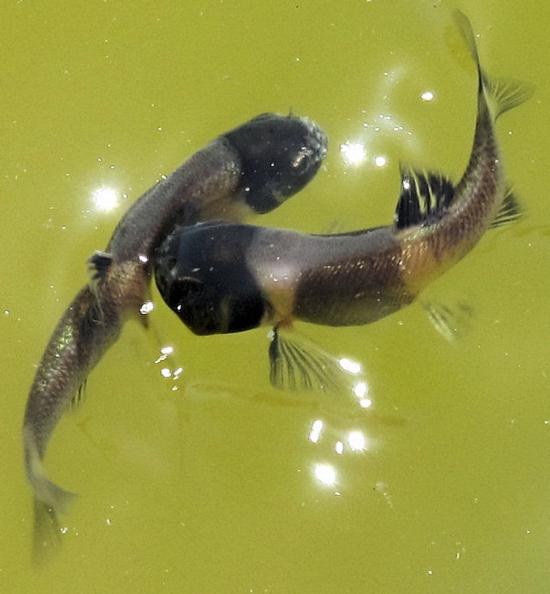 Fathead minnow, males in breeding colors. Location: Pond in mountains above Anza, CA. Date: 2012. Photo by Michael McGrady. Note 2 pale vertical bars.
