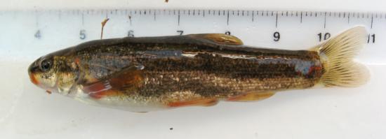 Speckled dace, caught in Bogard Spring Creek (Eagle Lake watershed) in 2011. Photo by Teejay O'Rear. Scale in cm.
