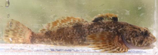 Paiute sculpin (lateral view)  from Sagehen Creek, CA in 2012. Photo by Matt Young.