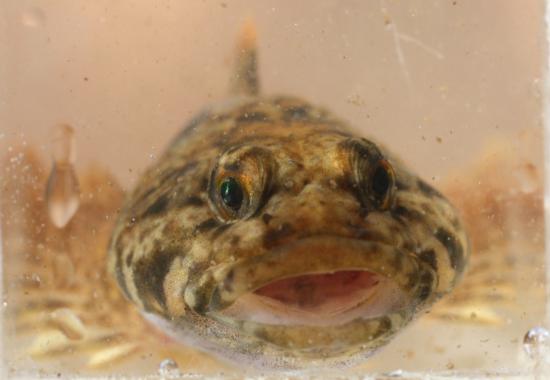 Paiute sculpin (frontal view)  from Sagehen Creek, CA in 2012. Photo by Matt Young.