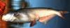 Thumbnail. Blue catfish, adult. Caught in Marion, Alabama on 9 February 1994. Photo by Konrad Schmidt, Nongame Fish Biologist, DES, Minn. DNR