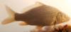 Thumbnail. Common carp approximately 18 cm (7”) long. Location: Suisun Marsh, California. Date: 8/8/2008. Photo by Dave Giordano.