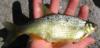 Thumbnail. Golden shiner, caught in Iron Gate Reservoir, California on 12 May 2009 by Teejay O'Rear. Photo by Amber Manfree.