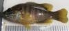 Thumbnail. Green sunfish with measurements Location: Leonard Lake, California Date: 8/6/2008 Photo: Lisa Thompson